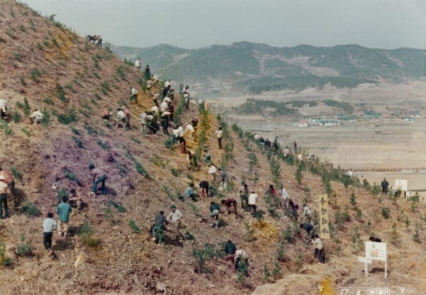 South Korea’s Forests Are Aging. What Comes Next?