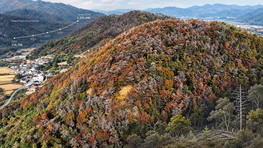 Gyeongnam’s Pine-Wilt Surge Is Forcing a Shift From Tree Removal to Forest Management