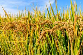 South Korea Debates Revised Grain Management Act amidst Surplus Rice Production