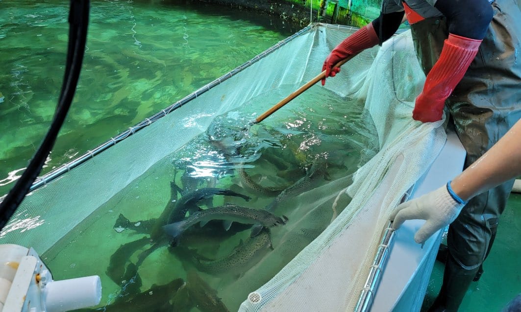 Busan Pioneers South Korea’s First Eco-Friendly Atlantic Salmon Farm