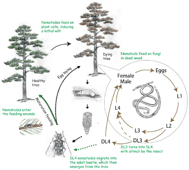 Pine Wilt Invasion from Japan Threatens Busan’s Forests