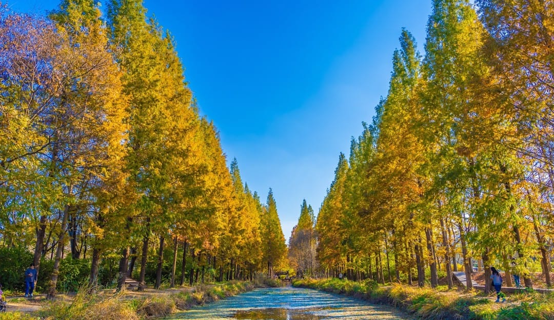 Savor the Last Glow of Fall in Gyeongju