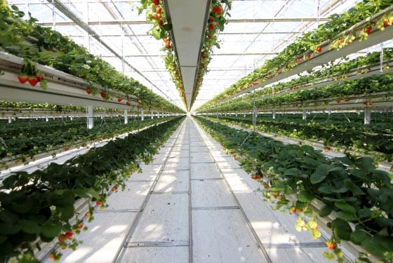 S. Korea’s Smart Farms Secure $39M Contract in Australia