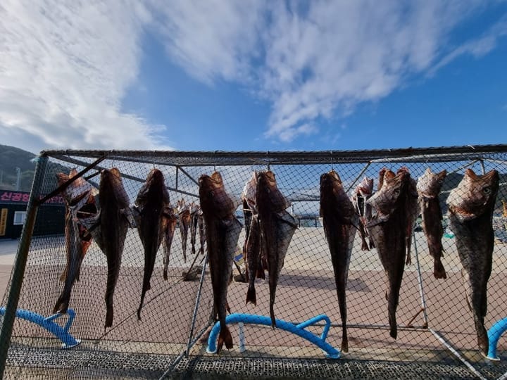 The Delicacy of Gadeokdo Island's Cod Fish