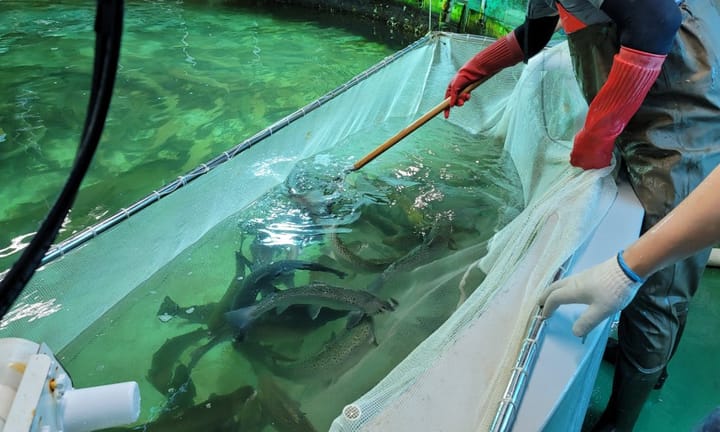 Busan Pioneers South Korea’s First Eco-Friendly Atlantic Salmon Farm