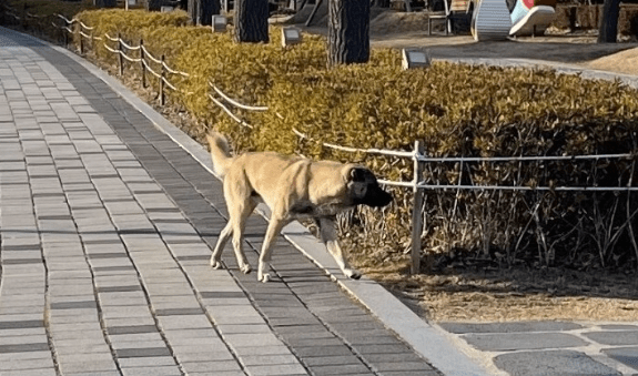 How Busan Can Tackle Its Escalating Feral Dog Problem