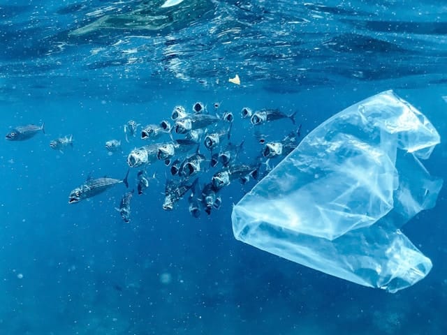 Global Leaders Convene in Busan to Forge Landmark Treaty on Plastic Pollution